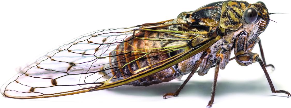 BROOD XIX & XIII cicada mania hits Lake Country